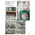 SUPER GARLIC 250G MESH BAG POPULAR